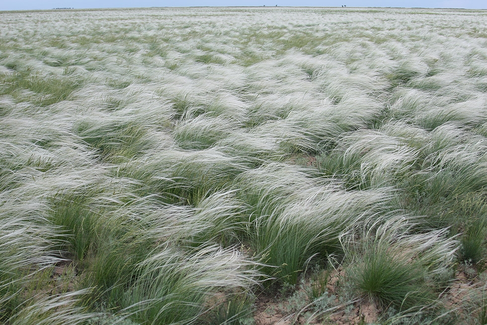 Как ковыль приспособлен к условиям жизни. Ковыль Южной Америки. Ковыль Донецкий. Ковыль цветет. Степное растение ковыль