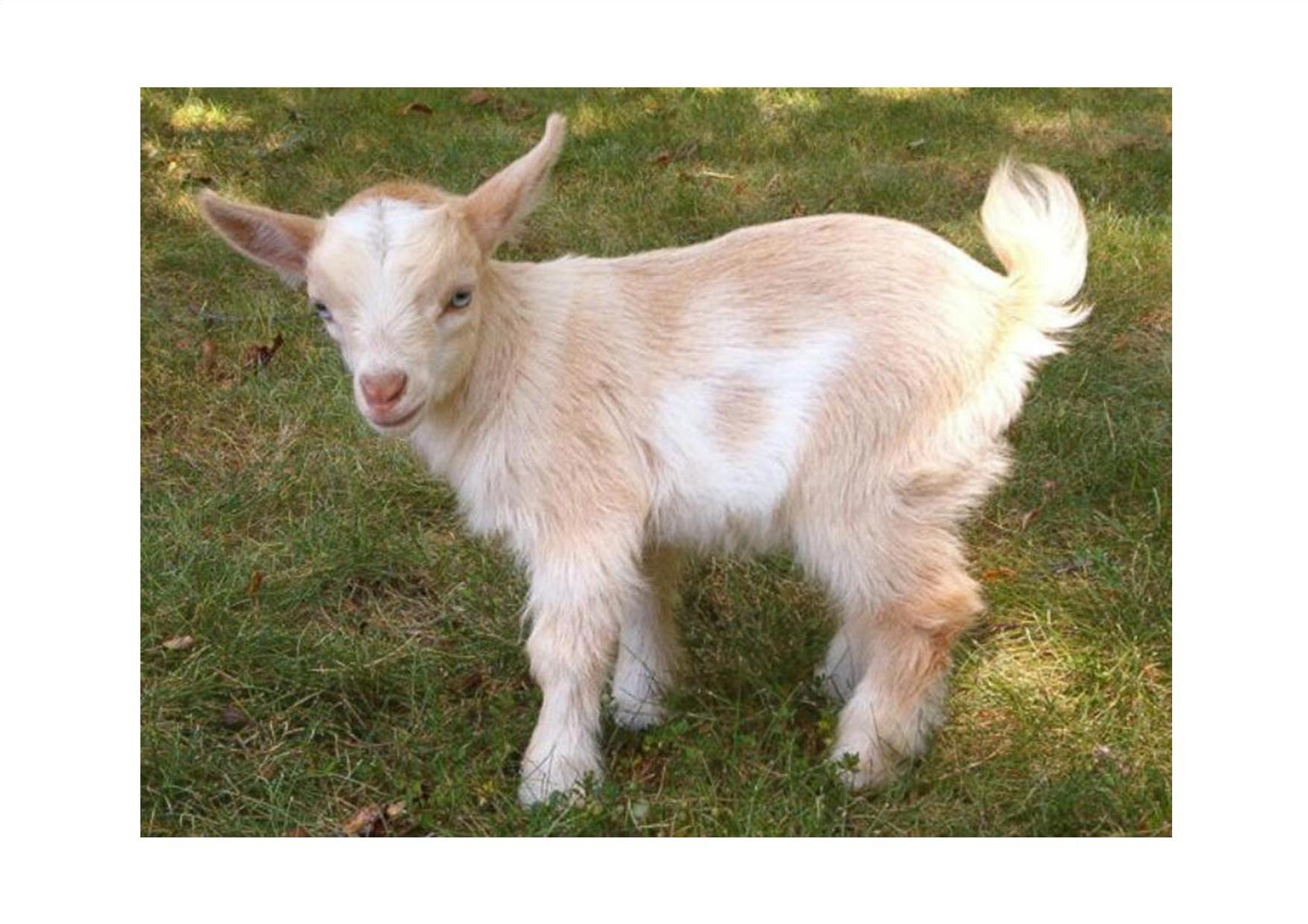 Красивые козлята. Презентация домашние животные. Клички козлят. Милые козы. Хвост козла фото.