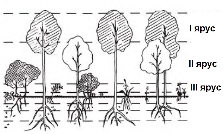 Ярусы леса 4 класс окружающий мир схема - 82 фото